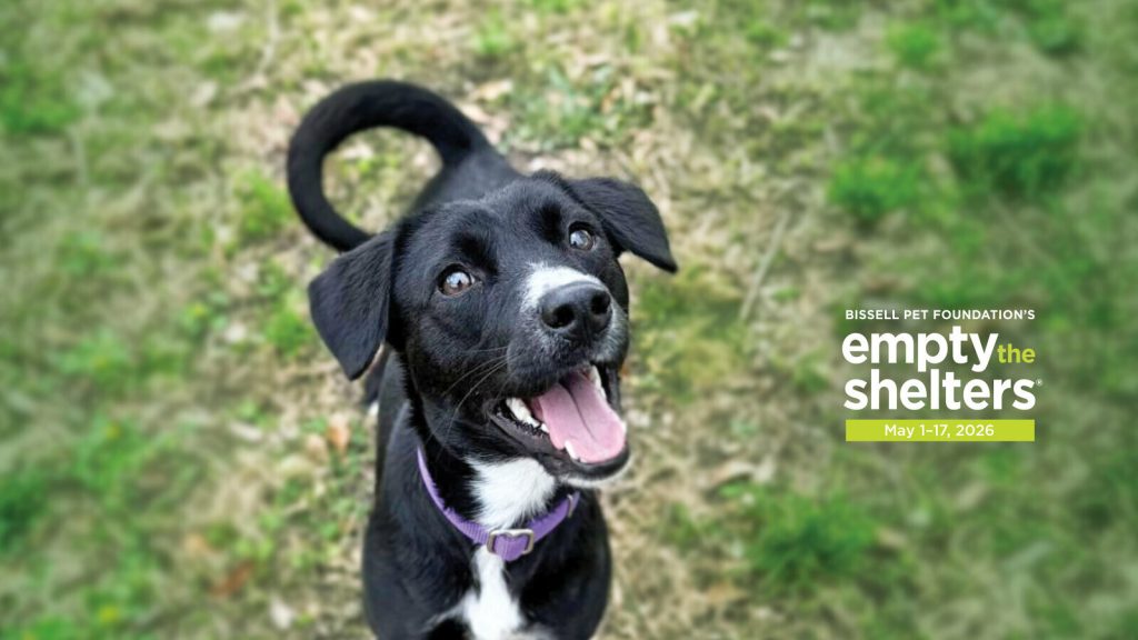 Photo of a black dog to promote Dallas Animal Services will be participating in Bissell Pet Foundation Empty the Shelters Free Adoption Event May 1-17