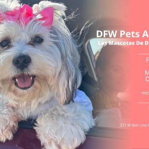 Event flyer to promote DFW Pets Are Family Drive-Thru event for Free pet food, vaccinations & more for dogs and cats.