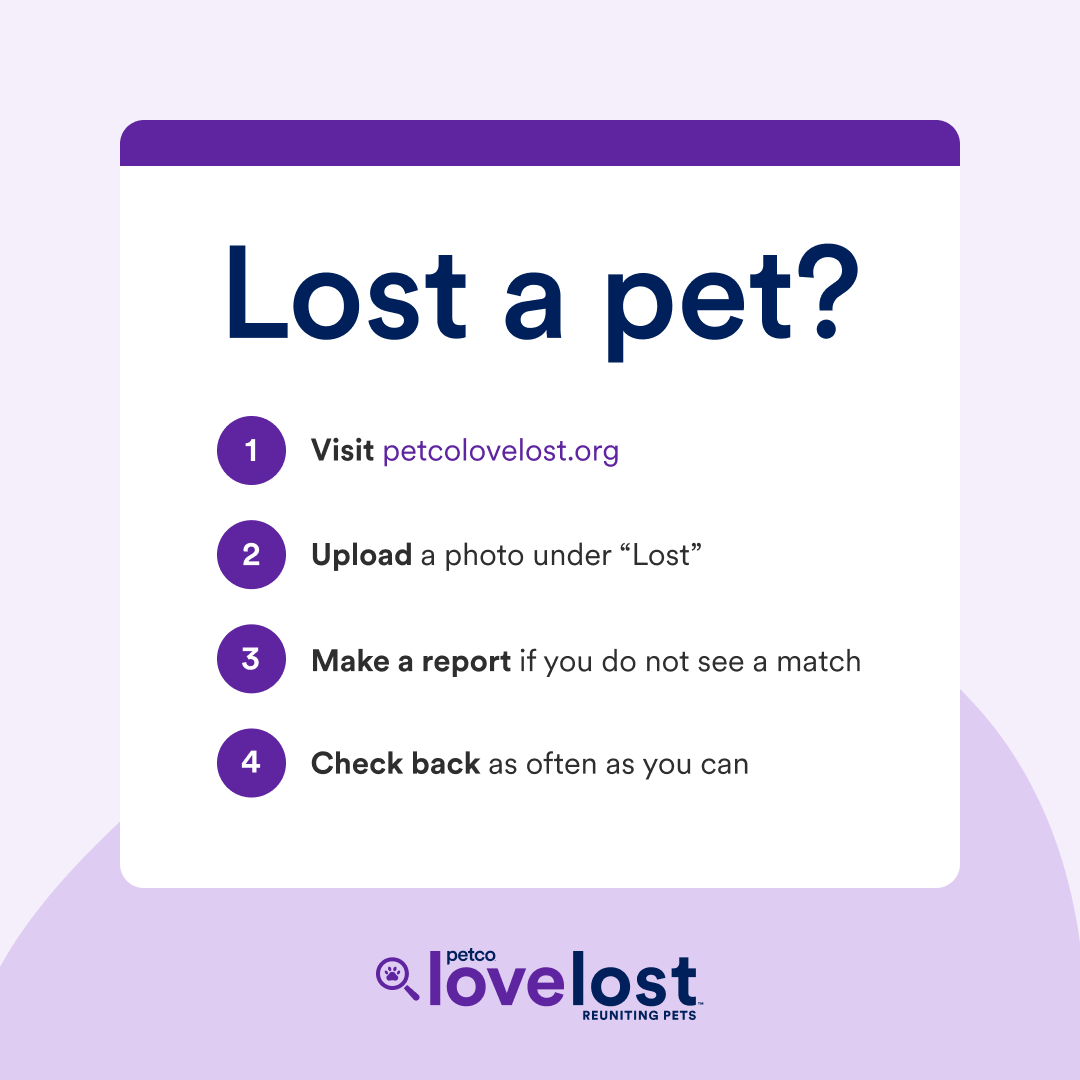 Lost a Pet?