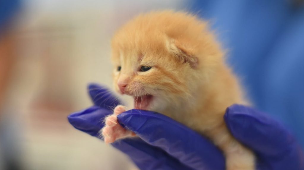 A Dallas Animal Services employee holds an orange kitten just days old.