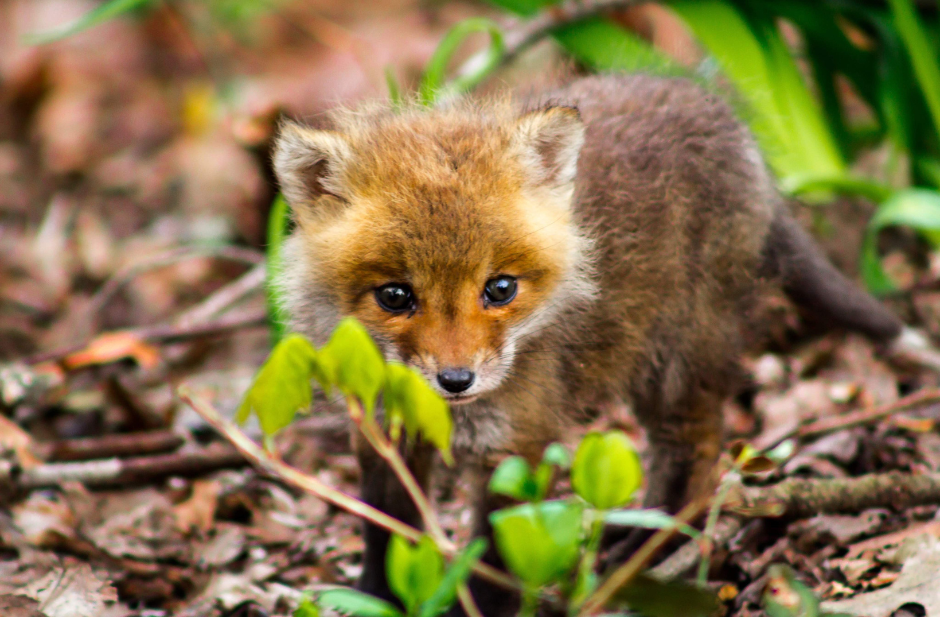 baby fox