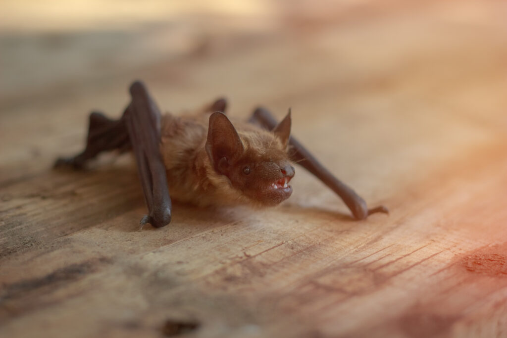 bat