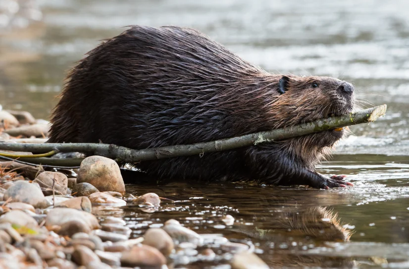 beaver with branch in mouth at river bed