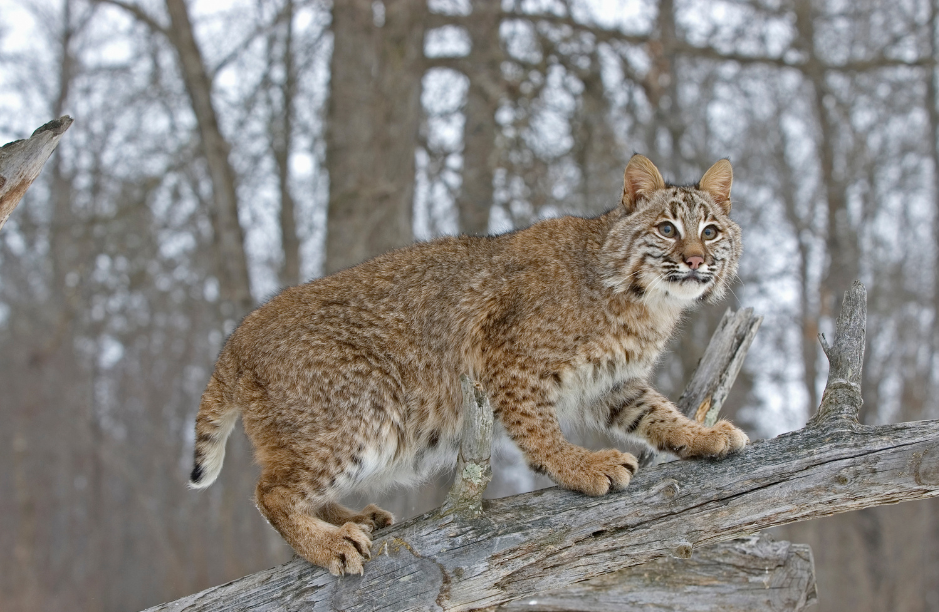 bobcat