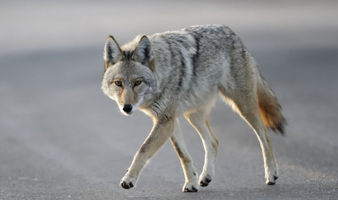 coyote walking along road