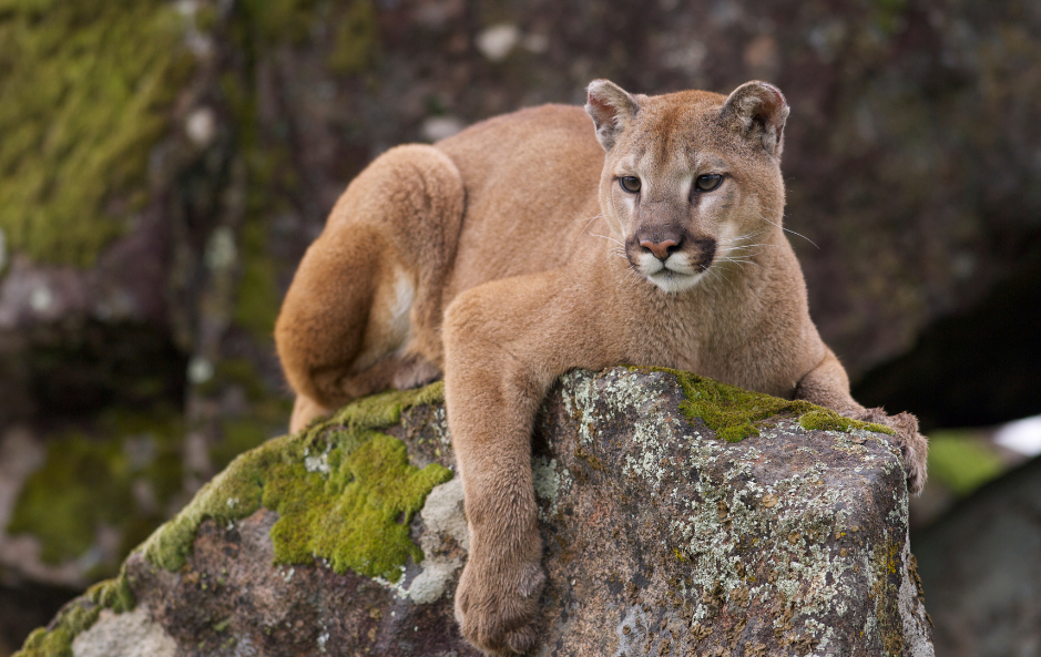 mountain lion