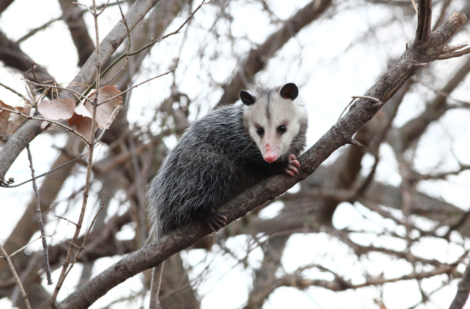 opossum