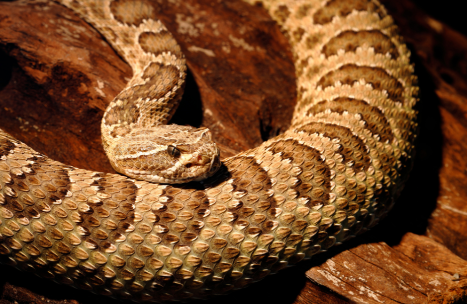 rattlesnake