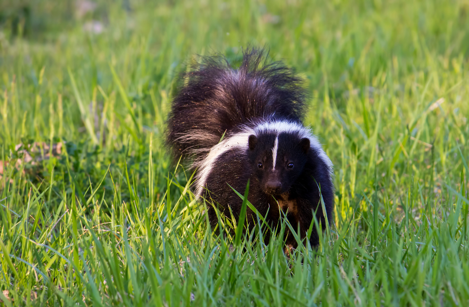 skunk