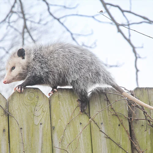 lost cat opossum